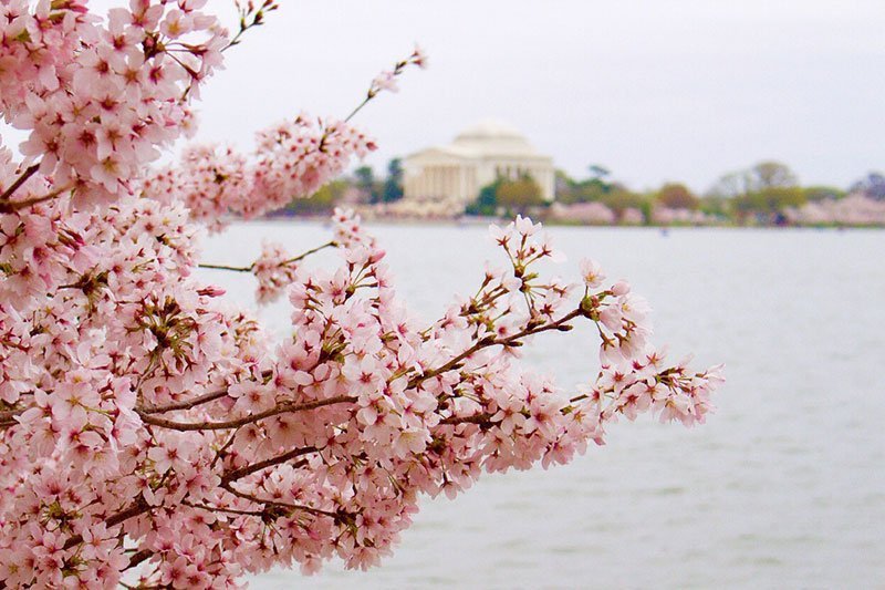 cherry blossoms washington dc