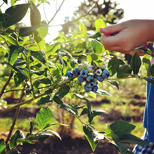 blueberry season