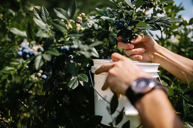 Blueberry picking season