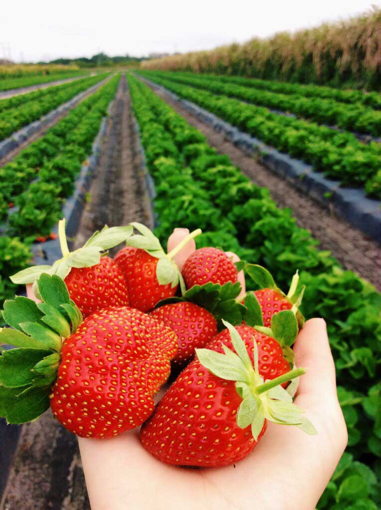 Best Farms for Strawberry Picking Near Me in Maryland