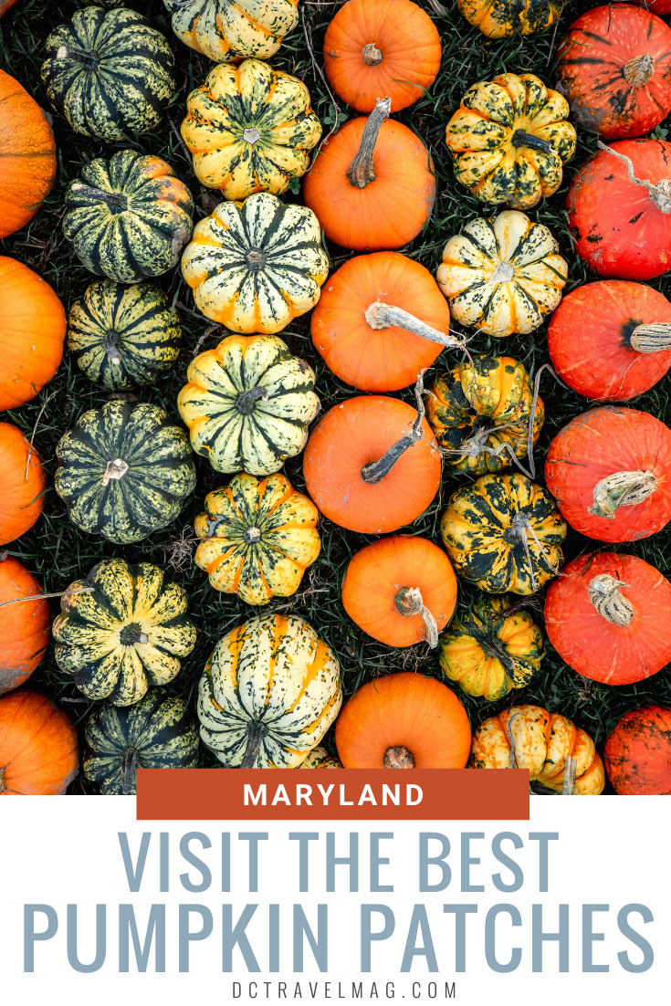 maryland pumpkin patches