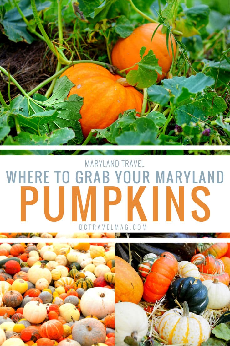 maryland pumpkin patches