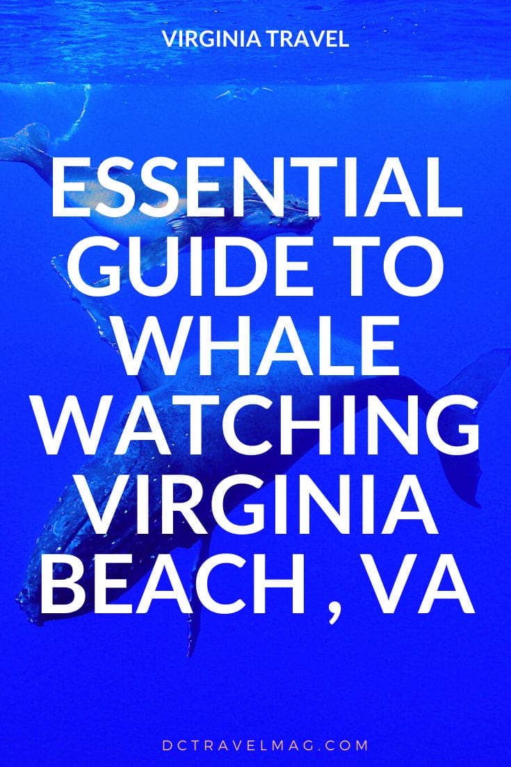 Virginia Beach Whale Watching