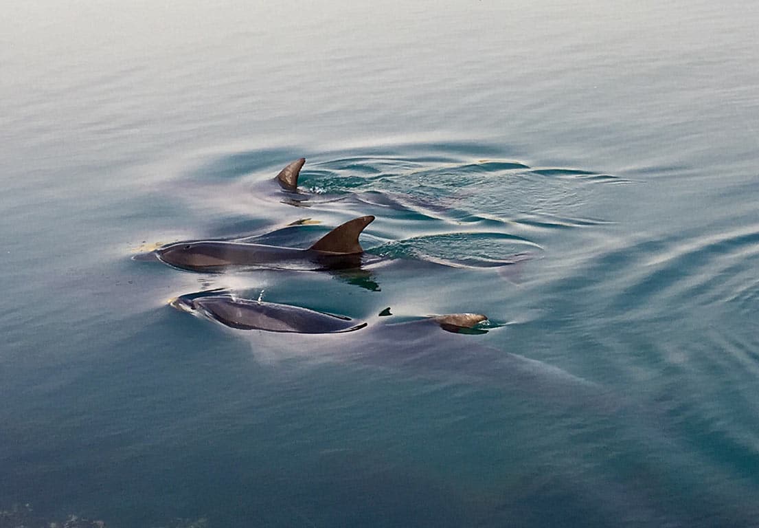 Virginia Beach Virginia- dolphins