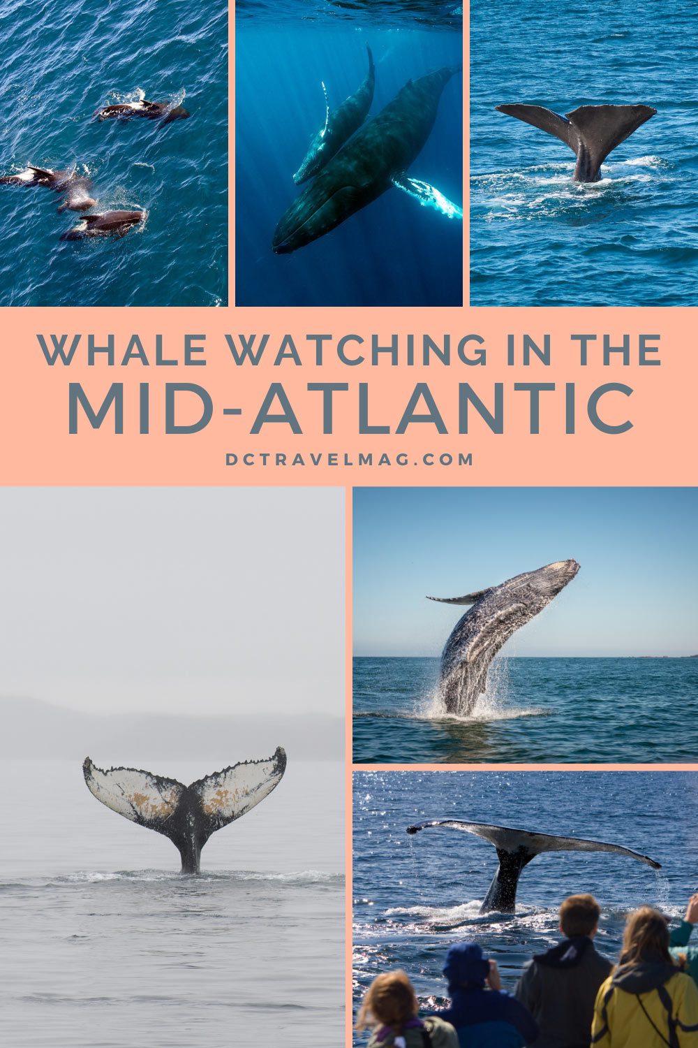whale watching near me