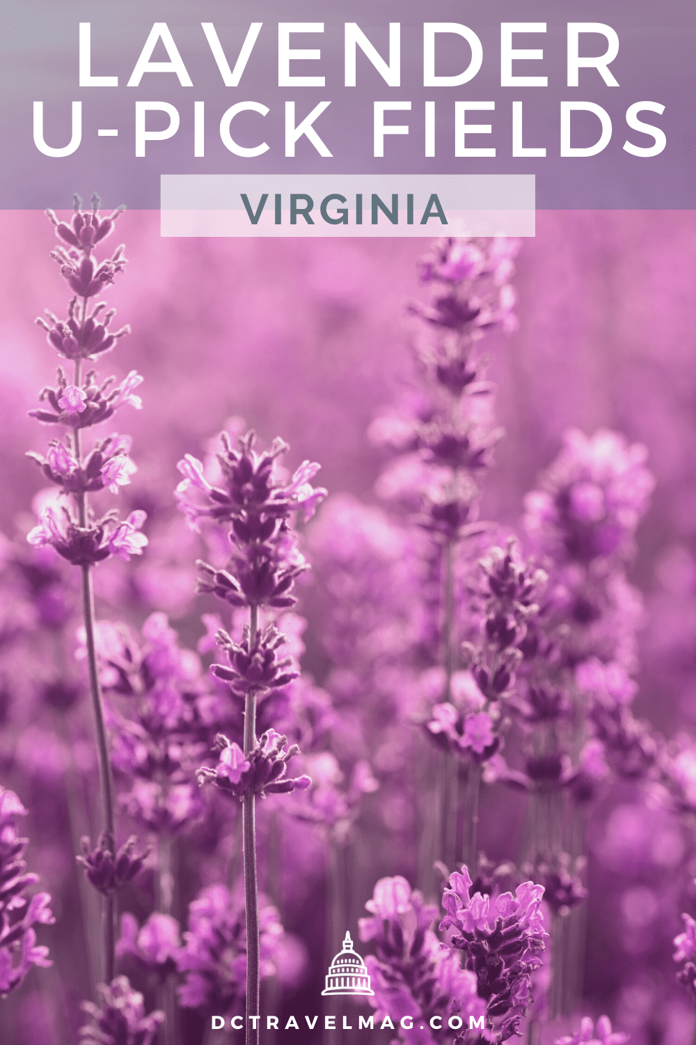 Lavender Farms In VA