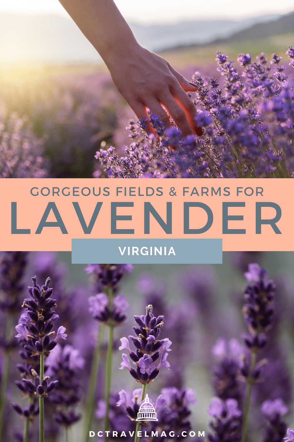 Lavender Farms In Virginia