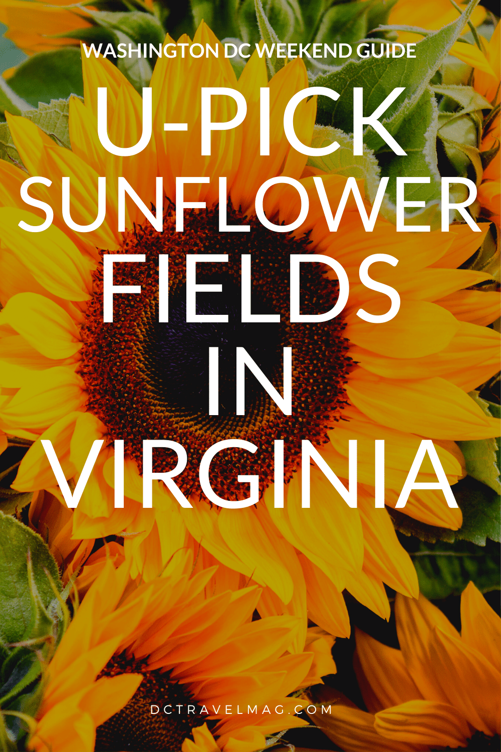 Sunflower Fields In Virginia For U-Pick Flowers