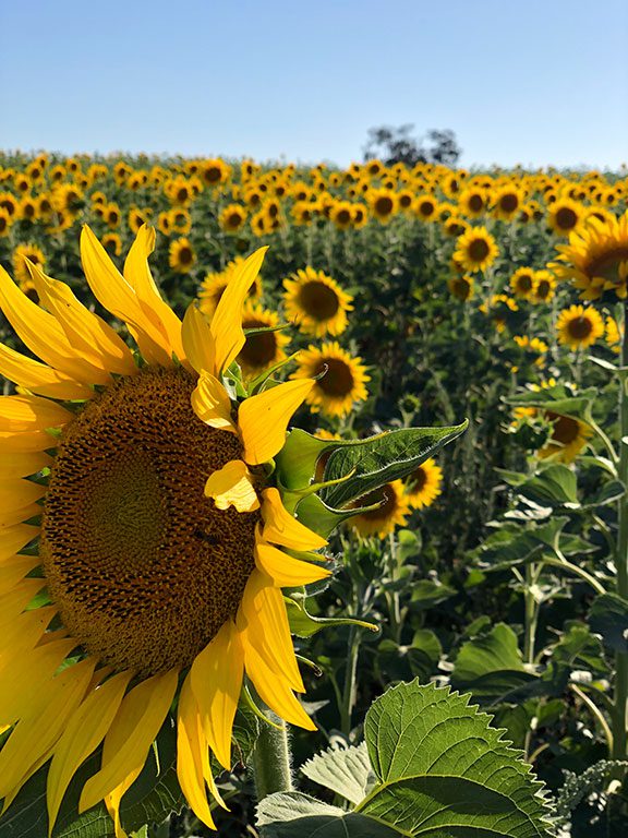 Sunflower Fields In Virginia