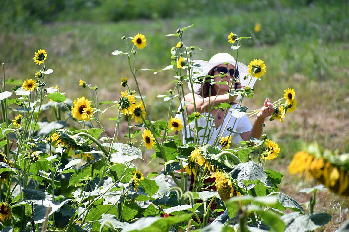 Sunflower Fields In Virginia
