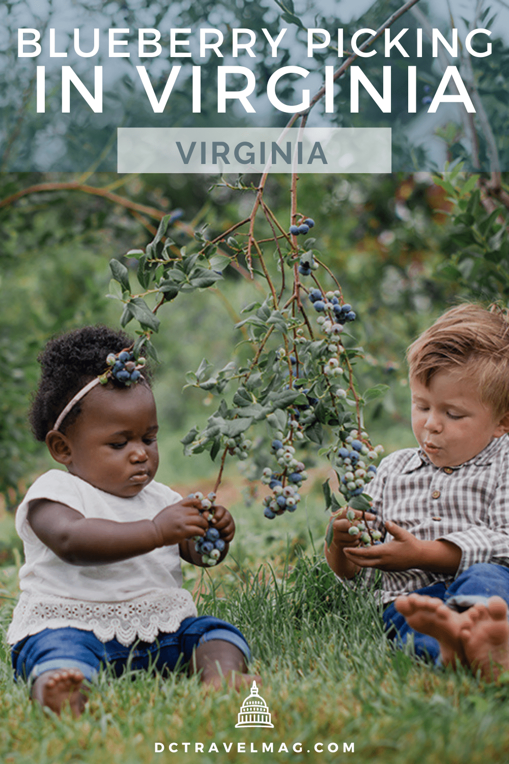 Blueberry Picking In Virginia