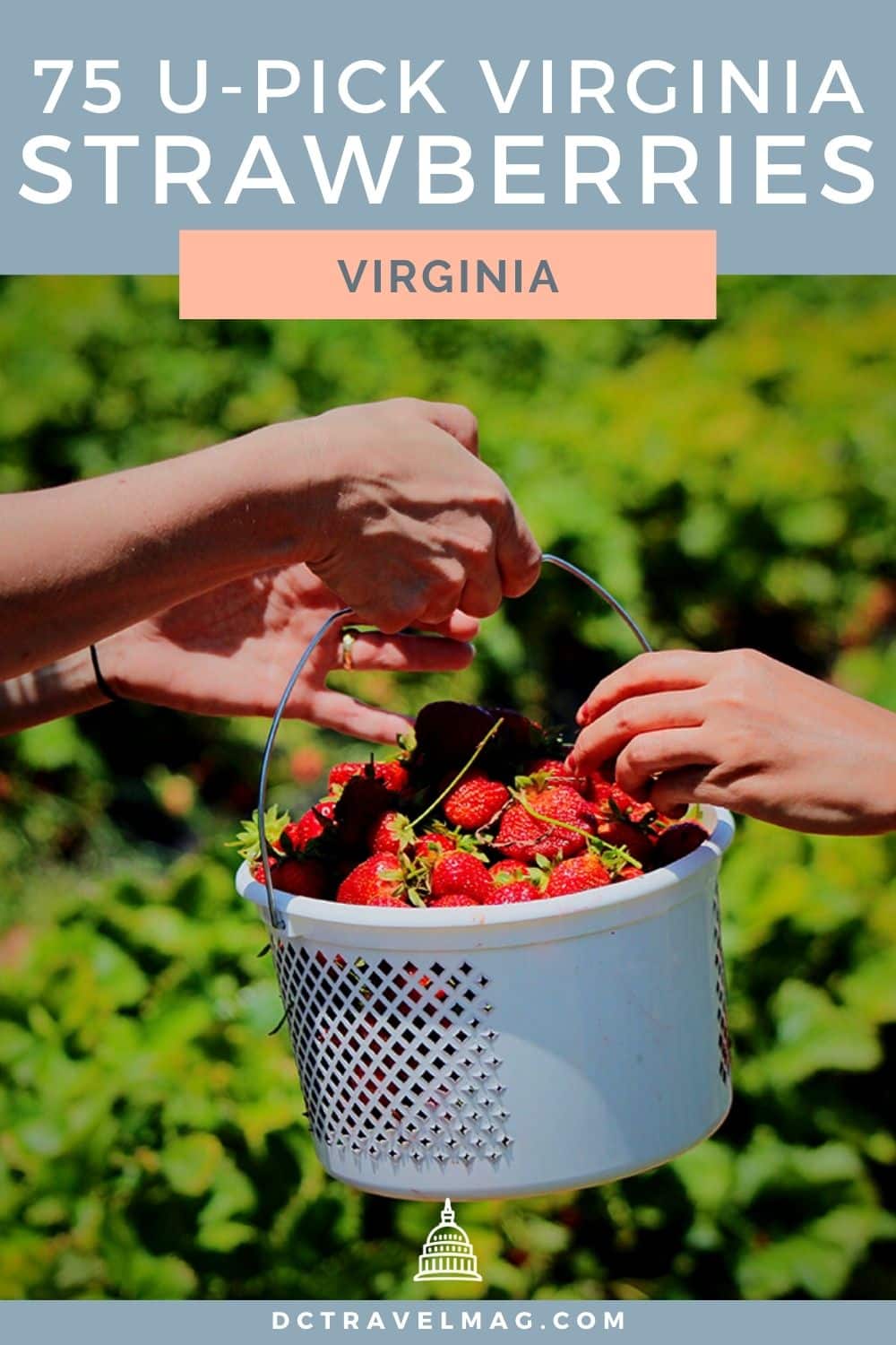 Strawberry Picking In Virginia