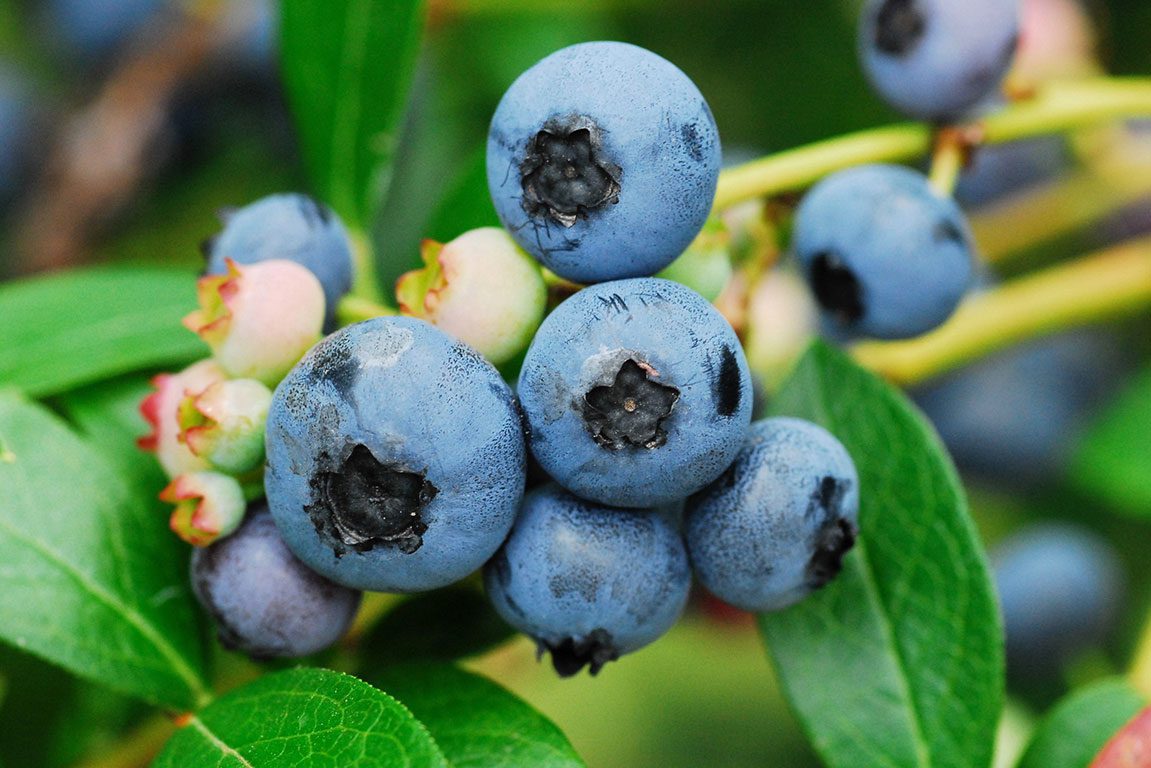 Blueberry Picking in Virginia