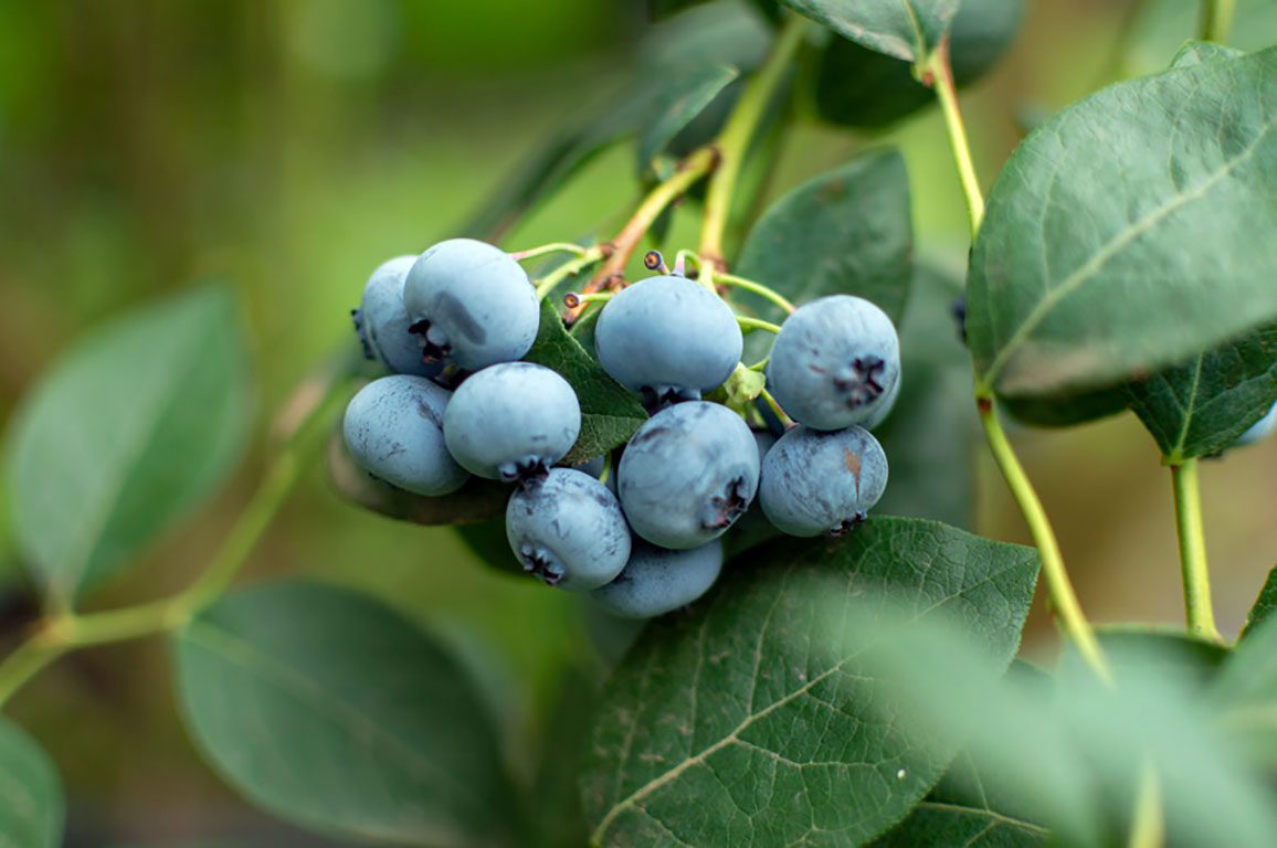 Blueberry Picking in Virginia