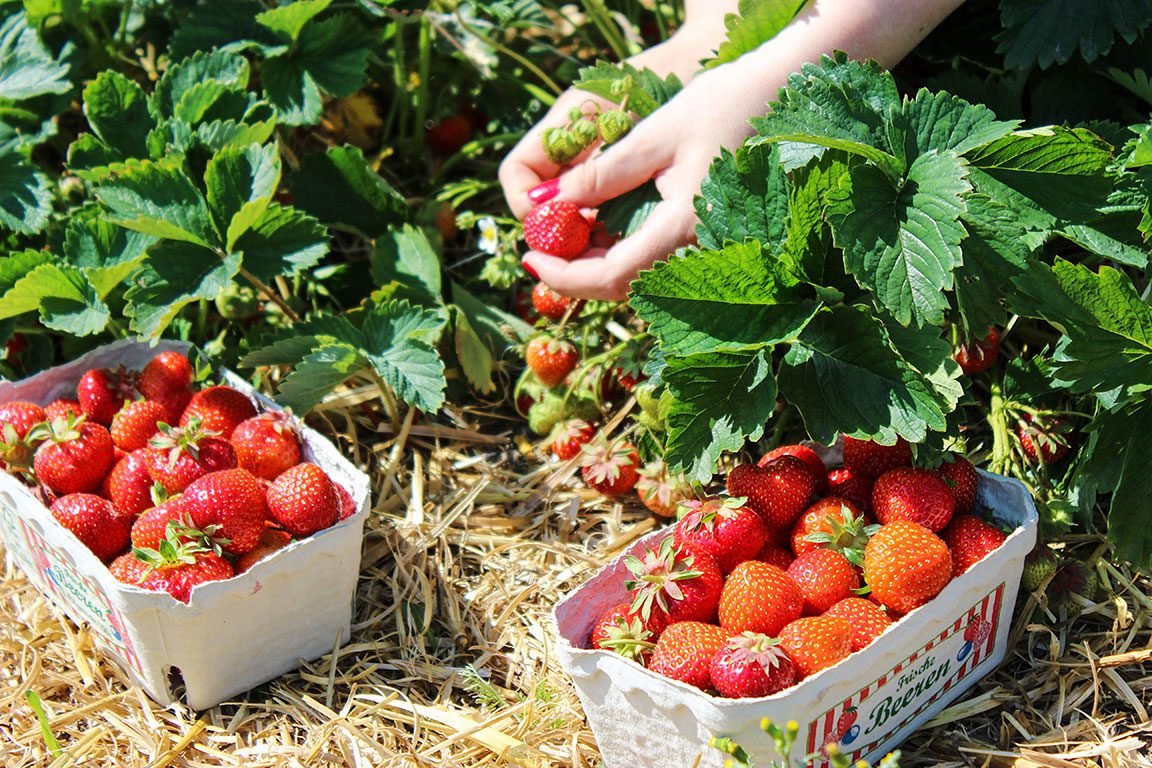 Strawberry Picking in Virginia