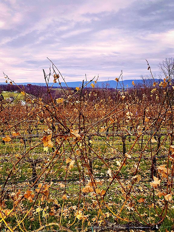 Shenandoah Wineries - Cave Ridge Winery