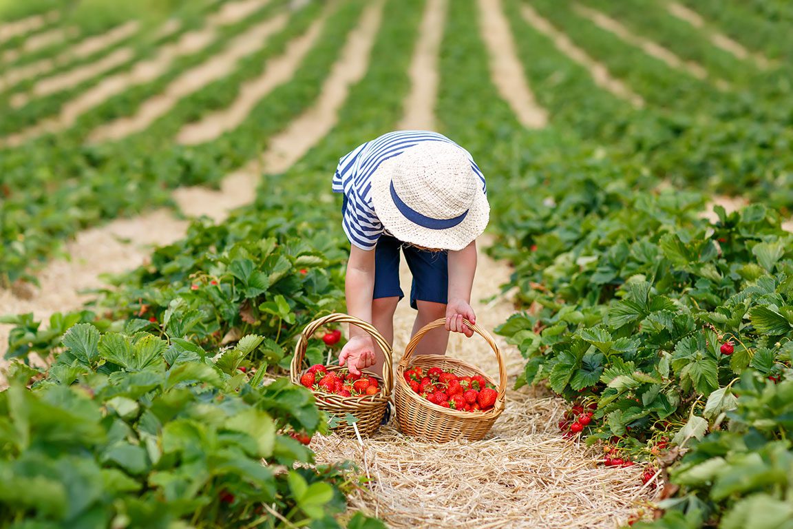 Strawberry Picking in Virginia