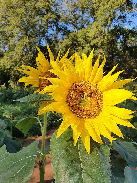Rocky Point Creamery Sunflower Field - Sunflower Fields in Maryland