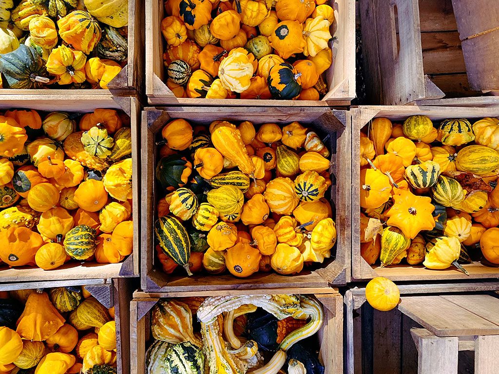 Butler's Orchard in Germantown Maryland - Pumpkin Picking in Maryland