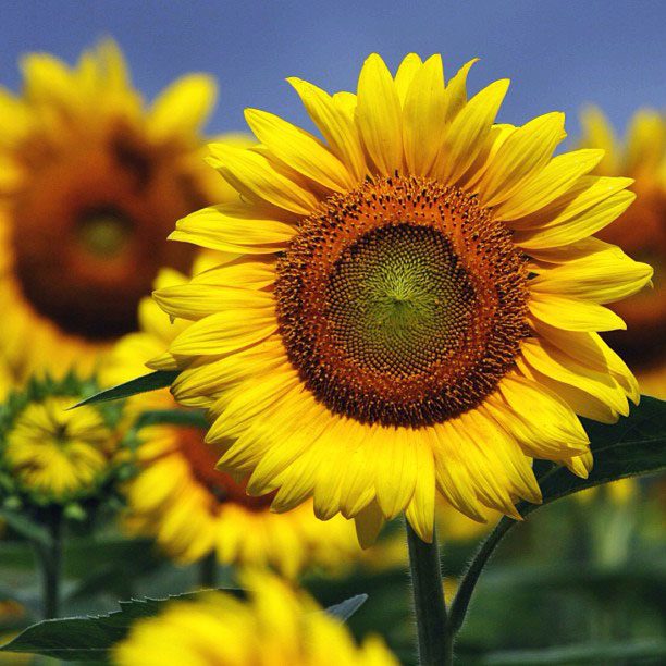 Sunflower Fields in Maryland