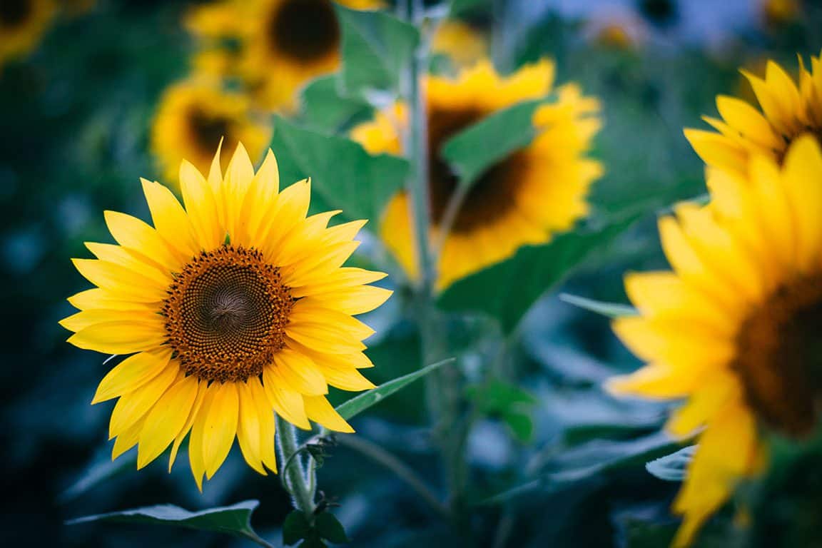 Sunflower Fields in Maryland- Clear Meadow Farm