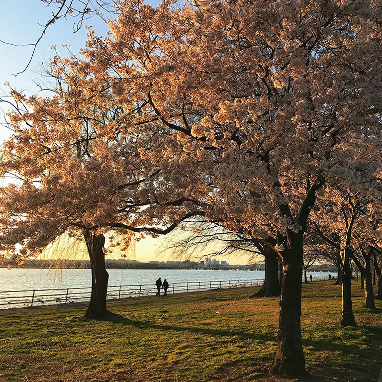 Washington DC Parks- DC Hikes- Hains Point Cherry Blossoms