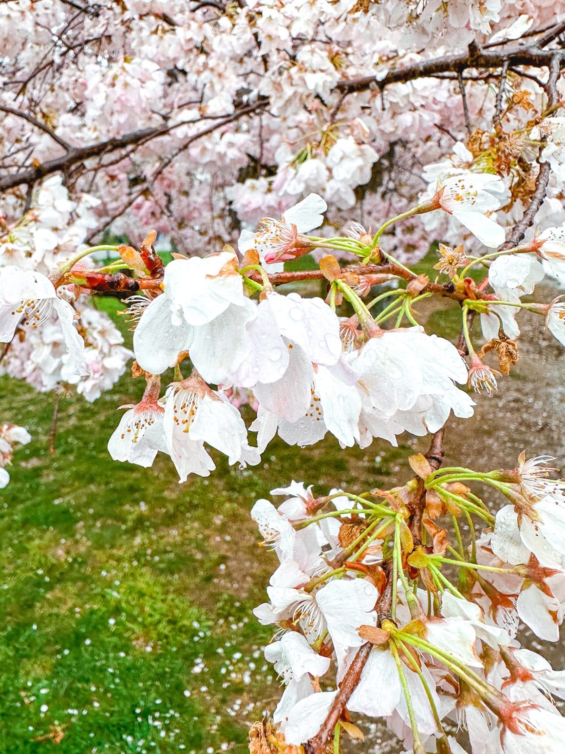 Rain falls over the D.C. cherry blossoms 