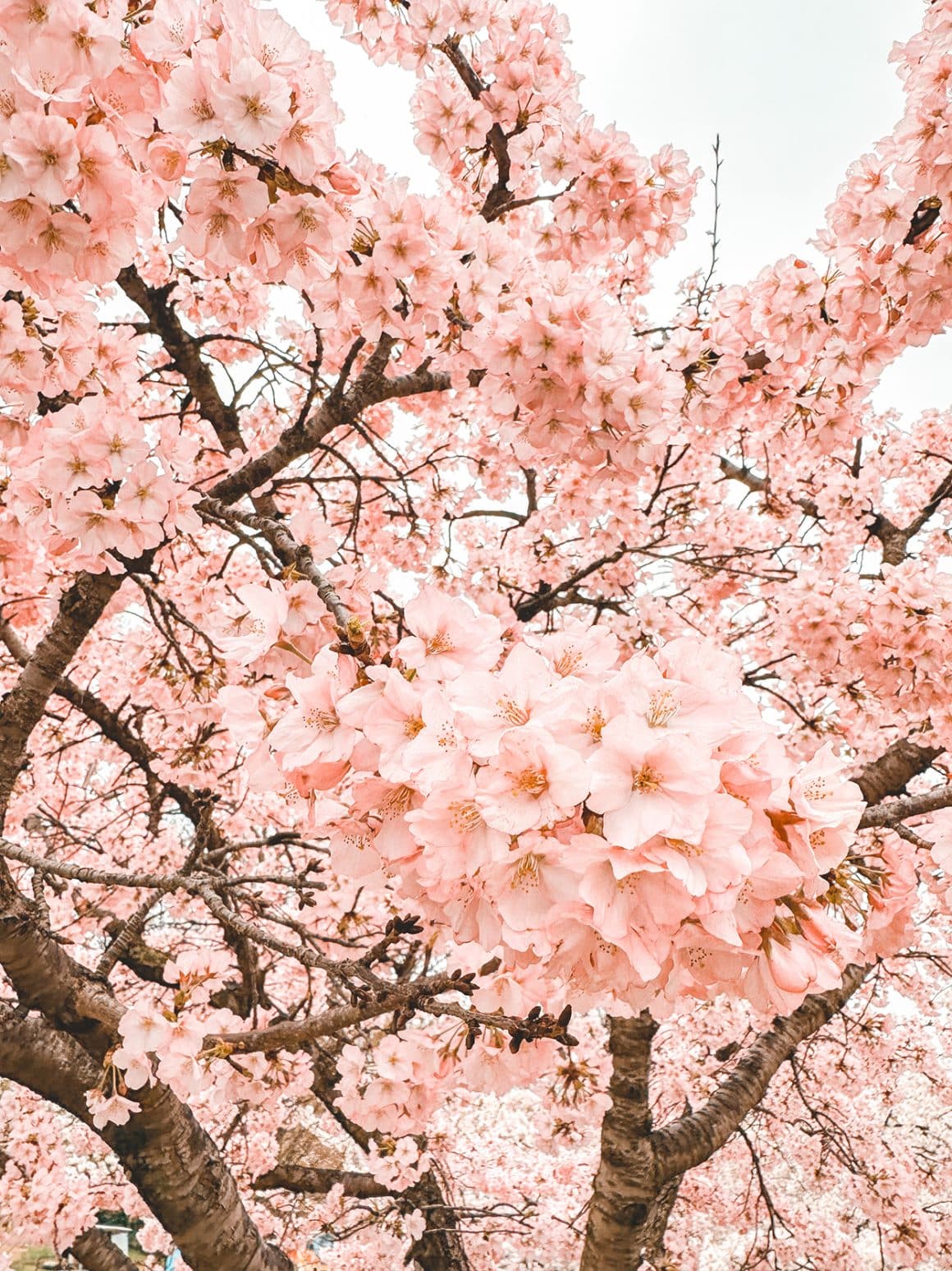 cherry blossom trees in washington dc