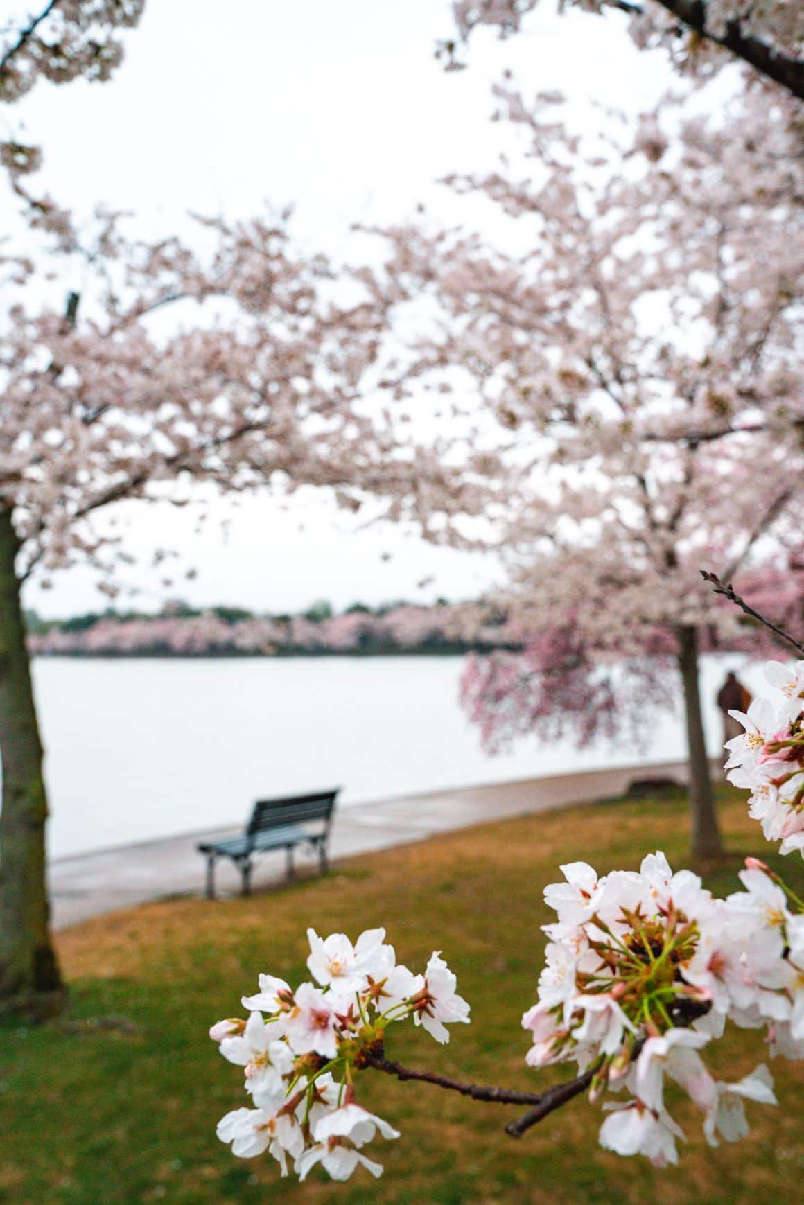 Quiet stroll through the Washington DC Cherry Blossoms around the Tidal Basin