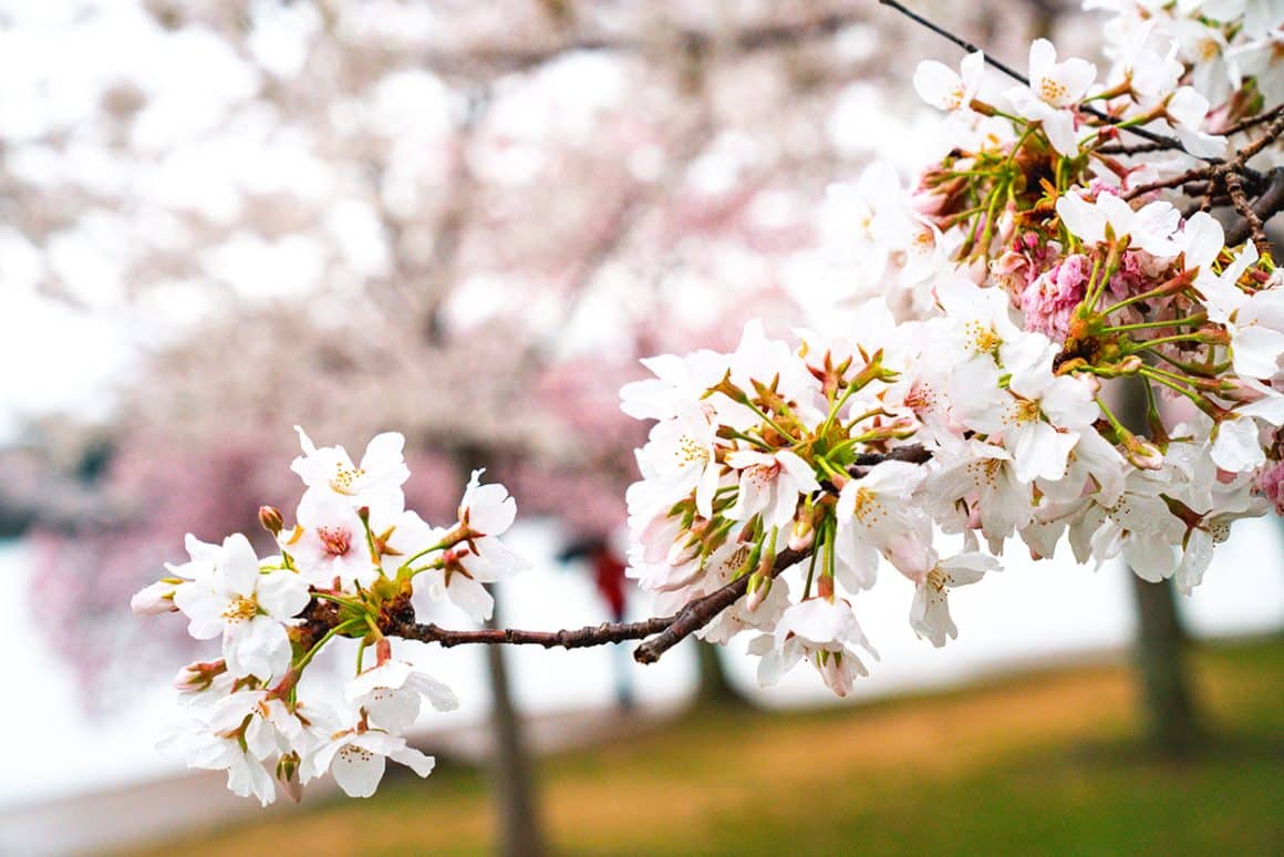 Yoshino Cherry Blossoms in Washington DC