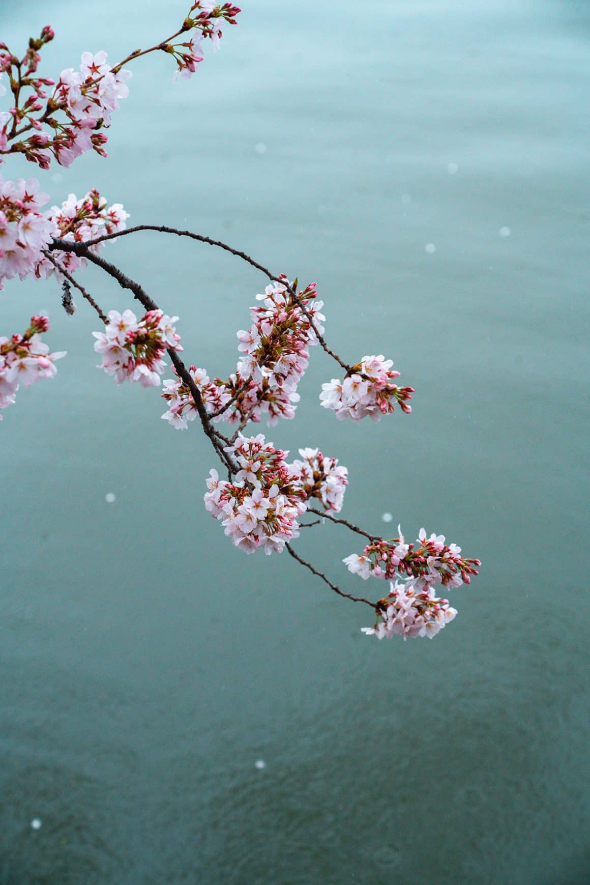 Cherry blossom branches over the Tidal Basin in D.C.