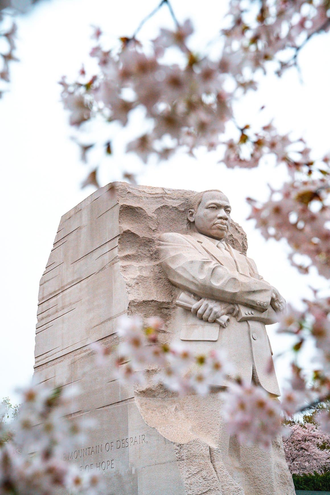 MLK Jr. Memorial during cherry blossom season in D.C.