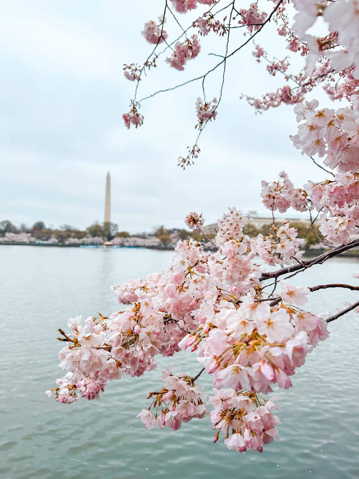 Washington DC Cherry Blossoms on the Tidal Basin