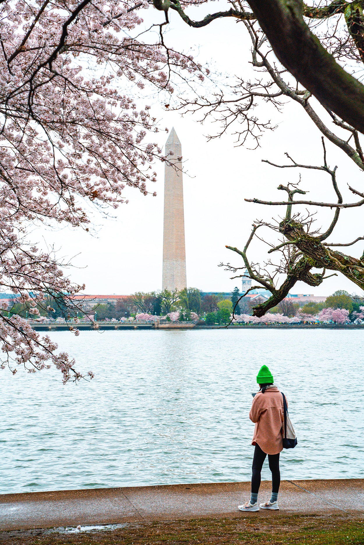 Girl on the tidal basin in Washington DC during the National Cherry Blossom Festival