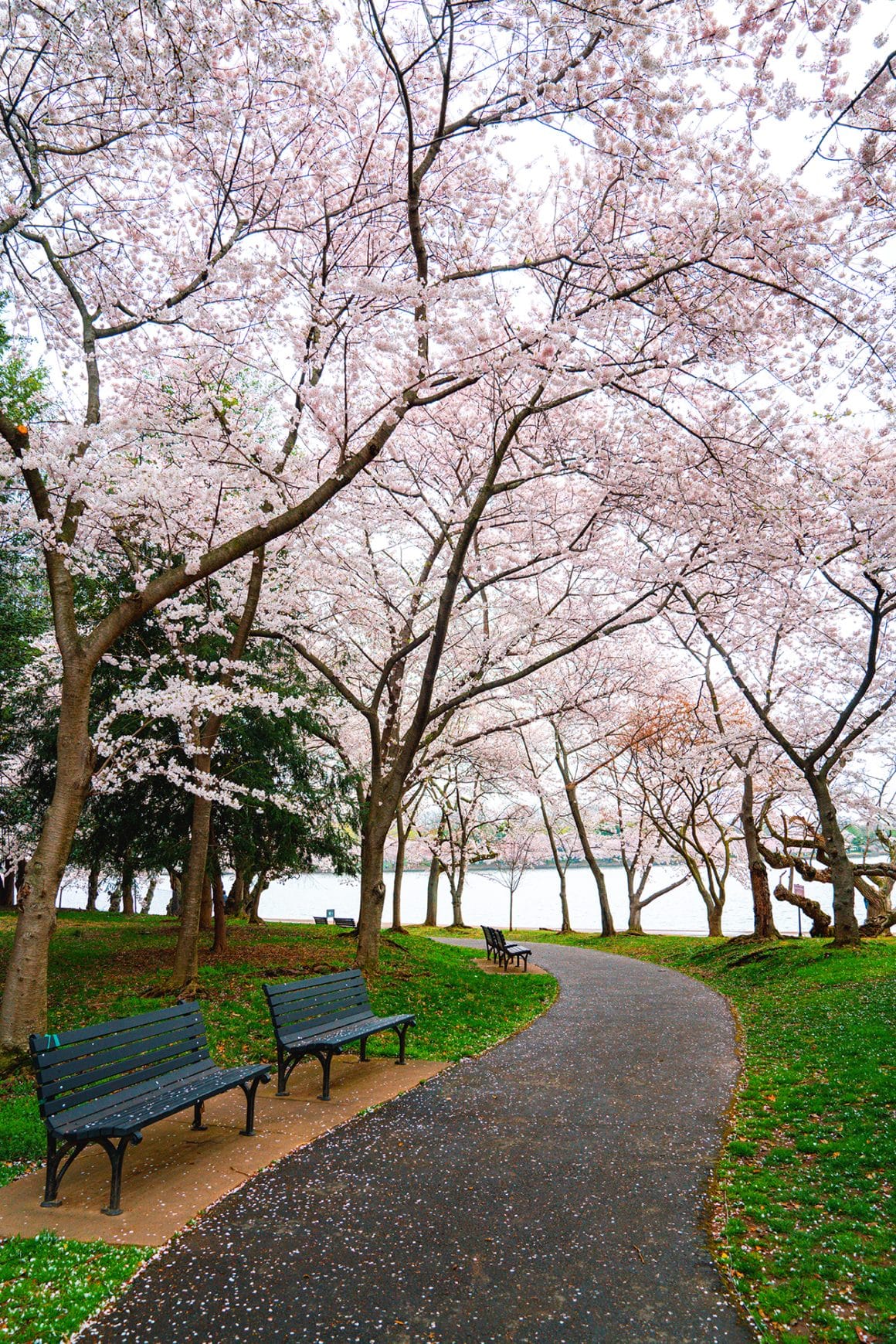 Walking path around the Tidal Basin in D.C. during cherry blossom peak bloom