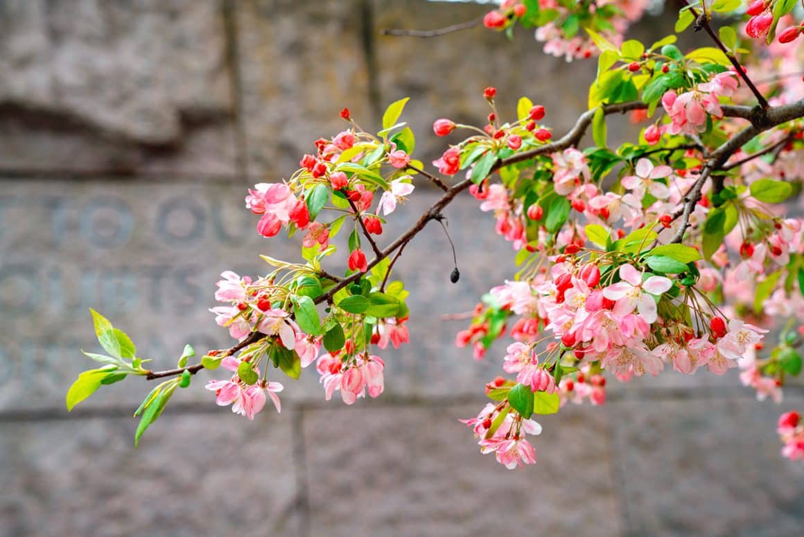 FDR Memorial Cherry Blossom Trees in Washington DC