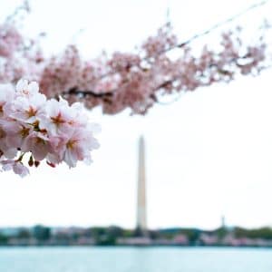 View of the Washington Monument through Yoshino Cherry Blossoms in Washington DC