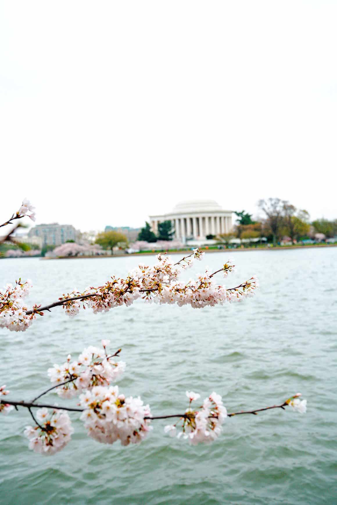 Washington DC Yoshino cherry blossom trees on the Tidal Basin in Washington DC