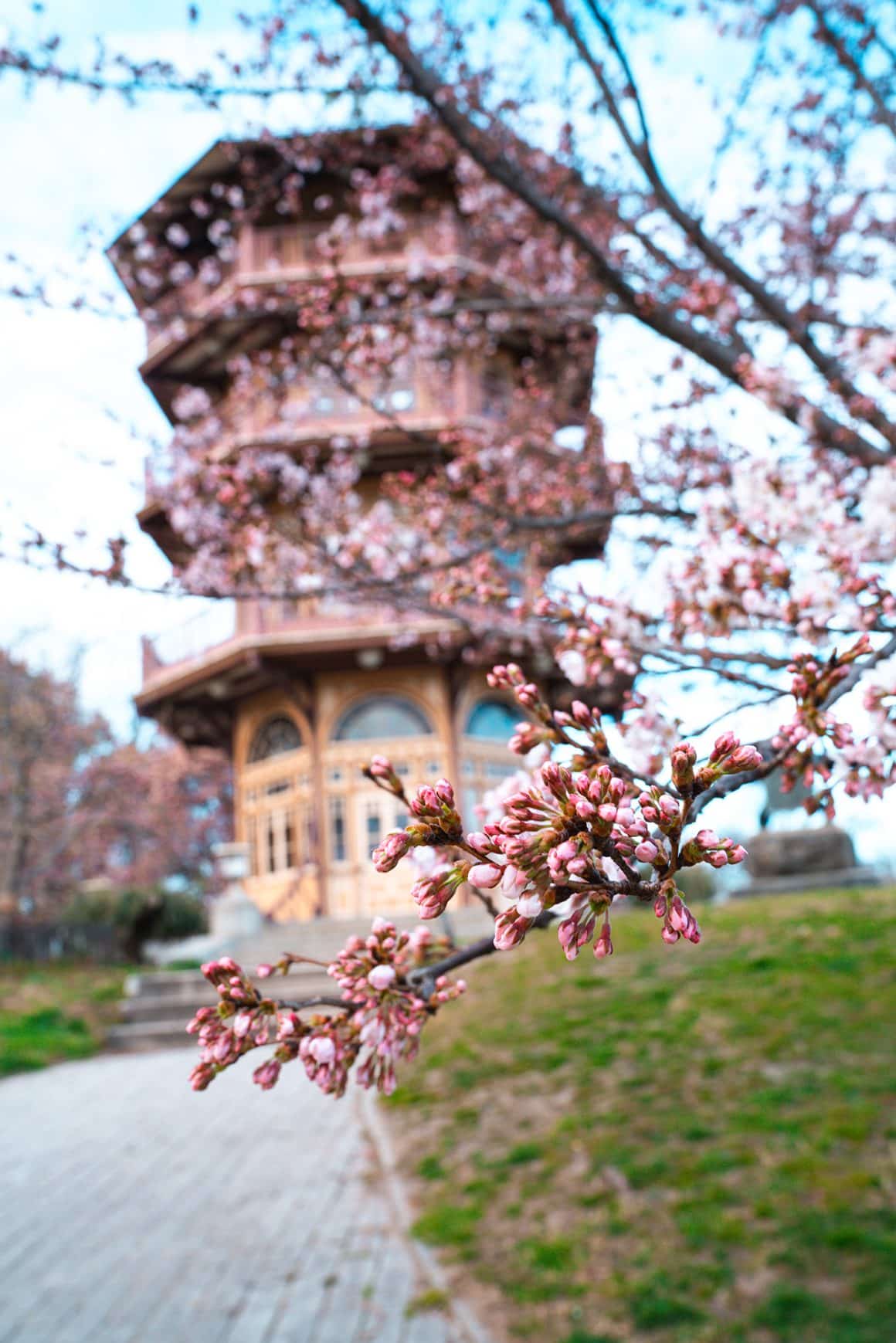 Patterson Park cherry blossom trees near the pagoda in Baltimore, MD