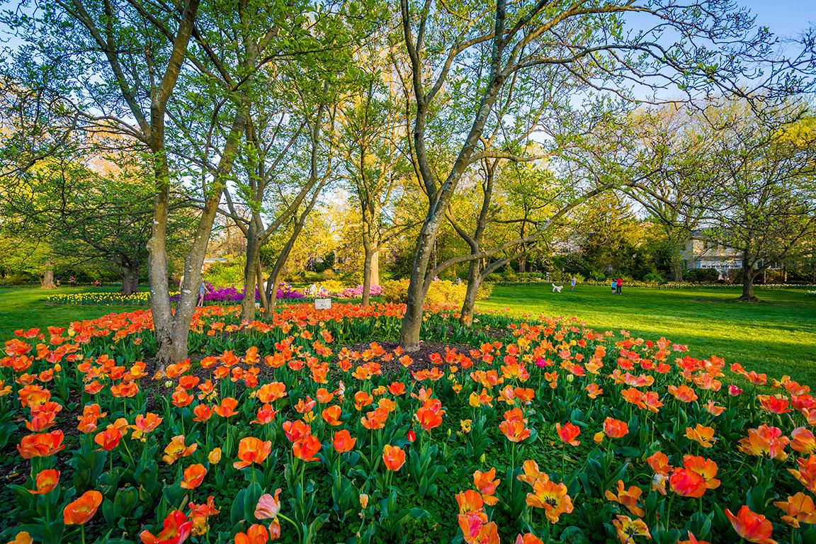 Gardens in Baltimore- Sherwood Gardens Park