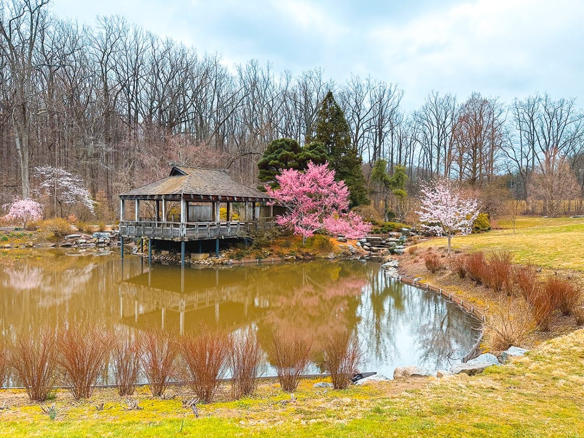 Cherry blossom trees in Brookside Gardens in Silver Spring, Maryland