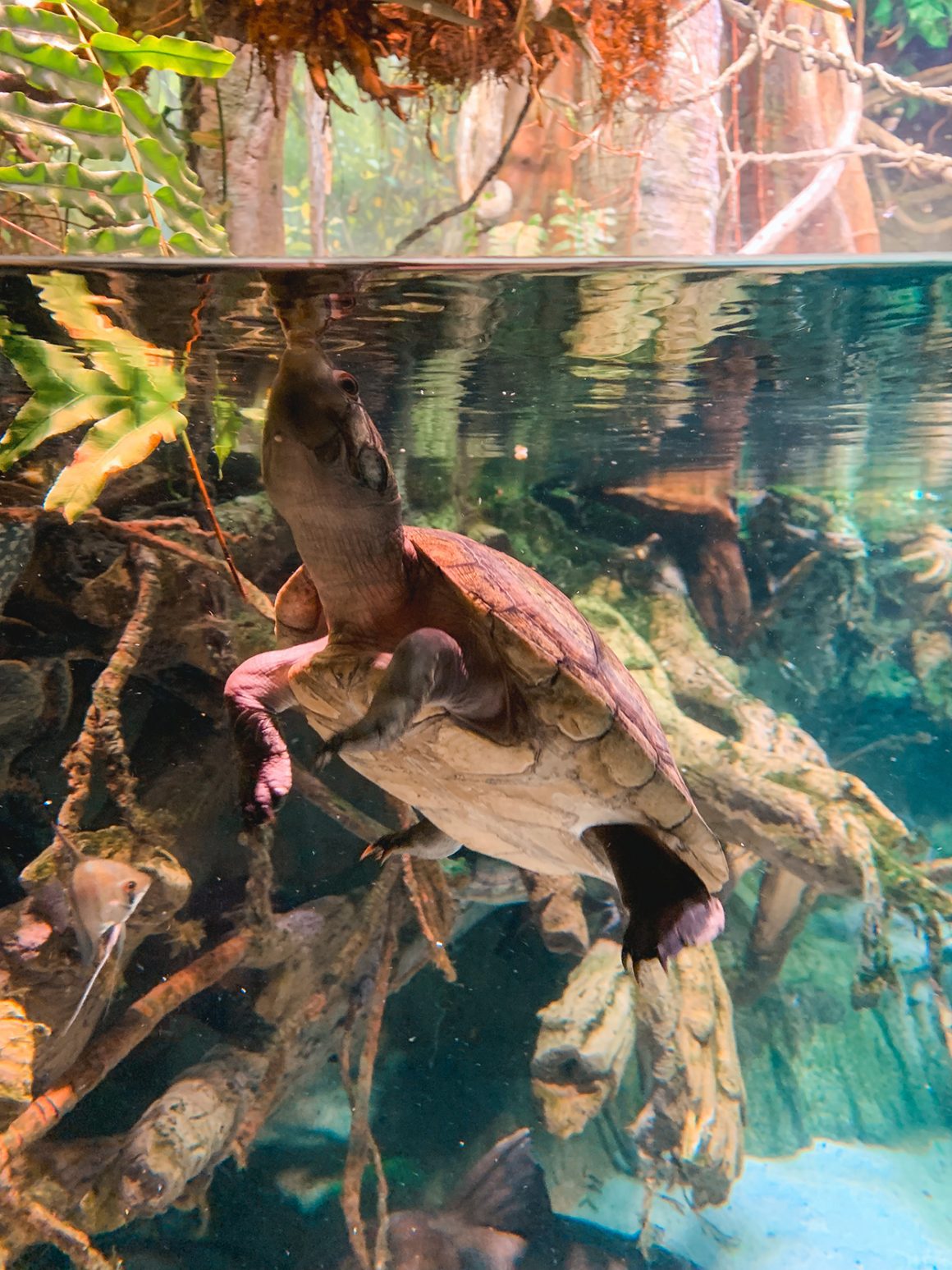 National Aquarium in Baltimore MD