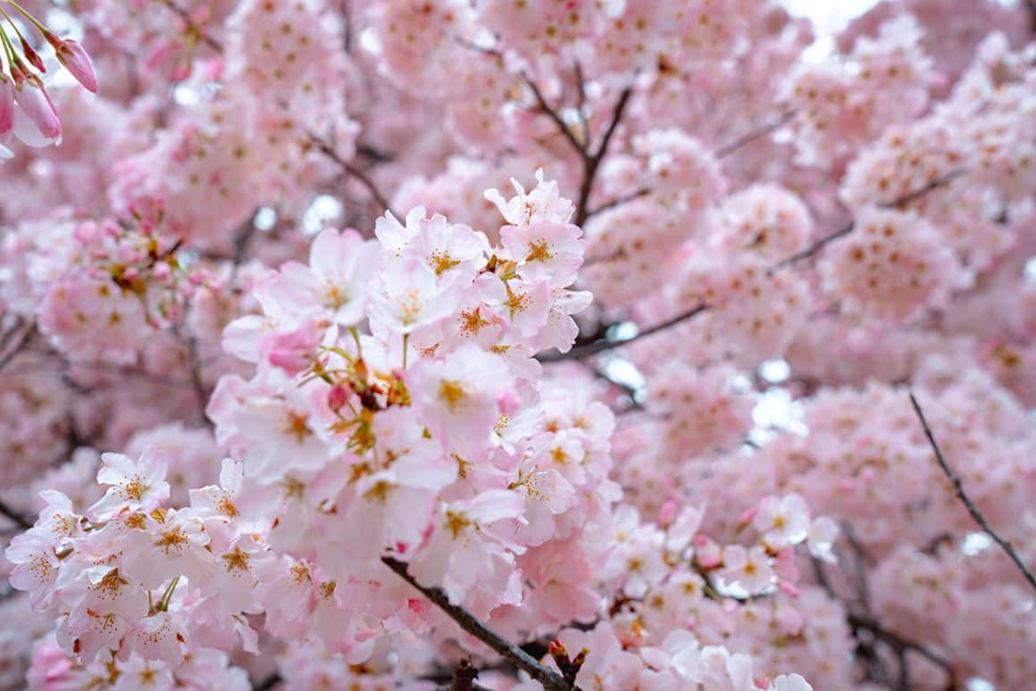 Peak Bloom in Washington DC during cherry blossom season