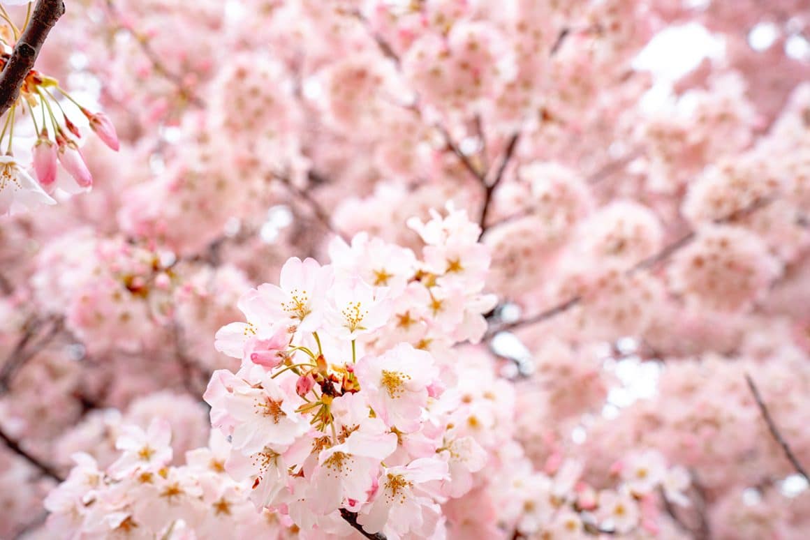 Yoshino Cherry Blossoms in Washington DC