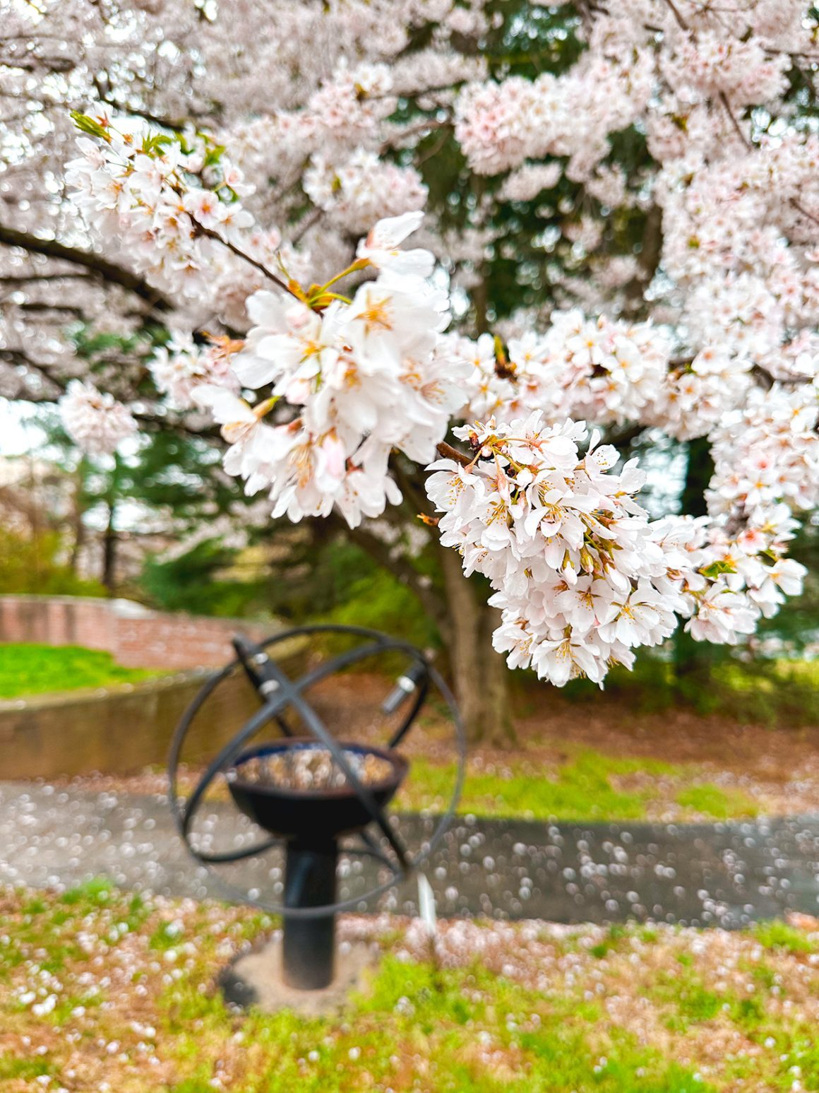 Cherry blossoms at Strathmore in North Bethesda Maryland- credit Keryn Means of DCTravelMag.com and a DC travel expert