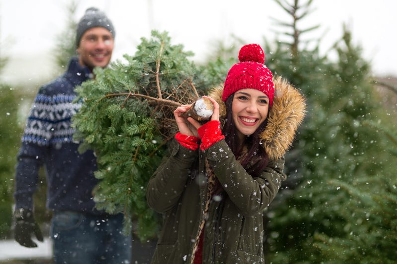 25+ Beautiful Cut Your Own Christmas Tree Farms In Virginia