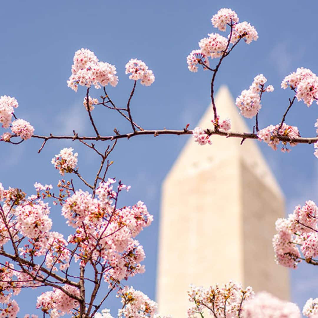 Washington DC Cherry Blossom Season