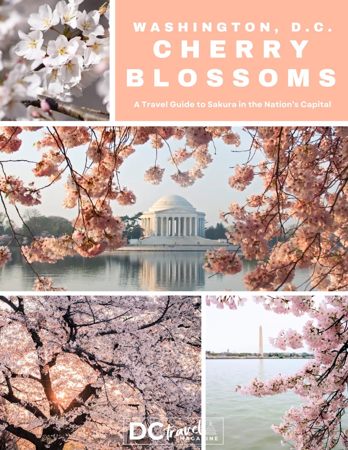 Washington DC Cherry Blossom Guide