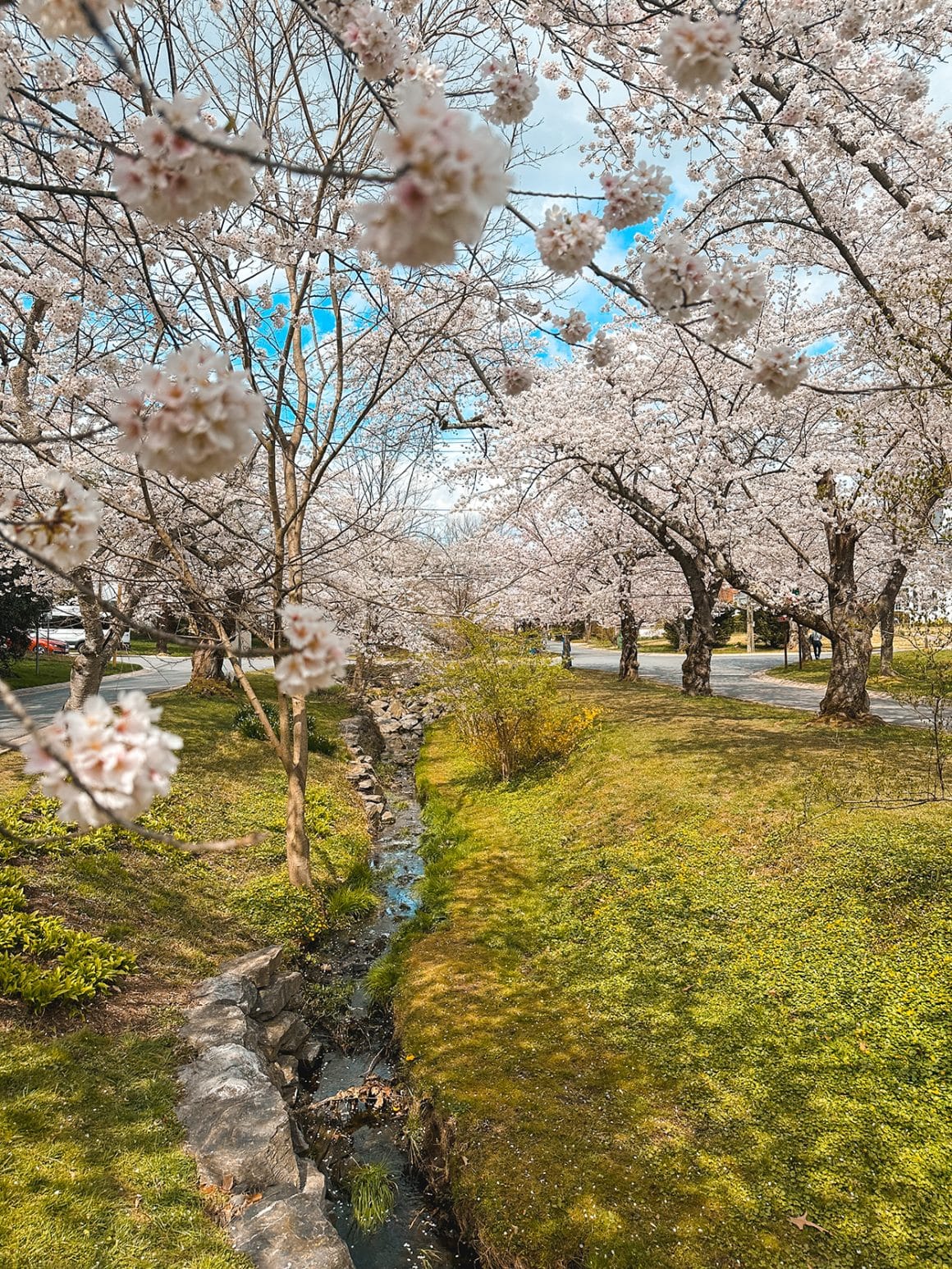 Kenwood Cherry Blossoms in Maryland- photos by Keryn Means Twist Travel Magazine