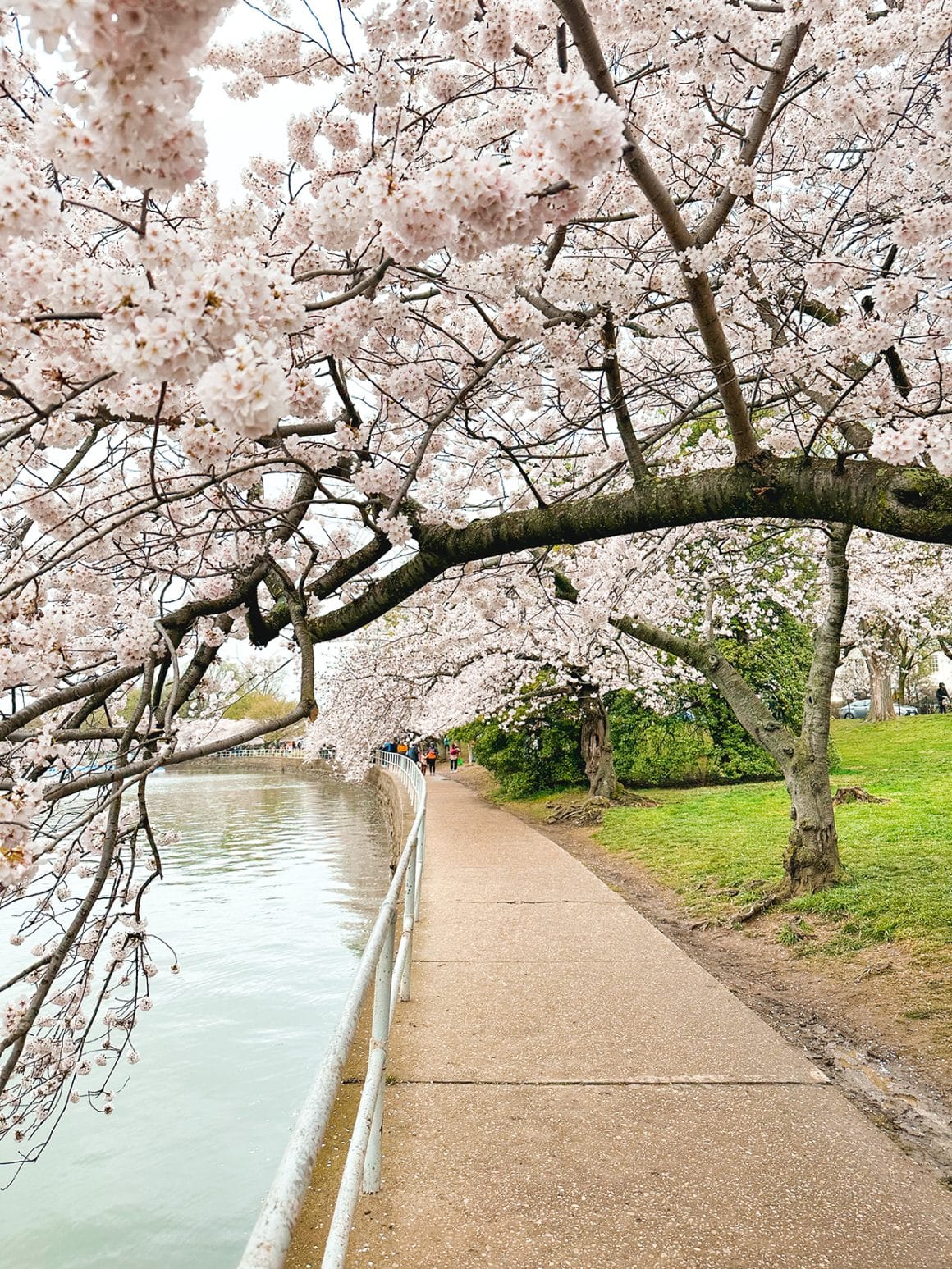 Washington DC Tidal Basin Cherry Blossoms- photo credit Keryn Means TwistTravelMag
